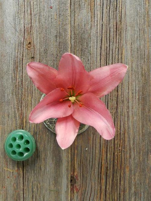 BRINDISI LA HYBRID LILY BLOOM